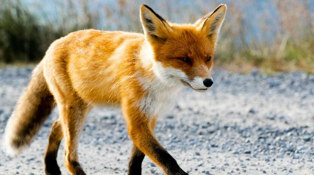 Les Espèces Invasives, une menace pour la biodiversité mondiale