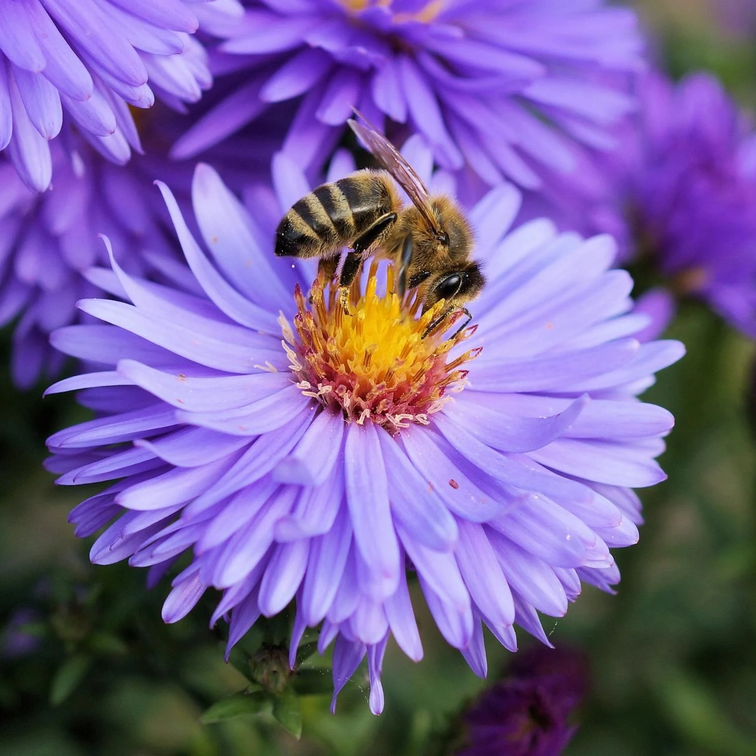 abeille-insecte