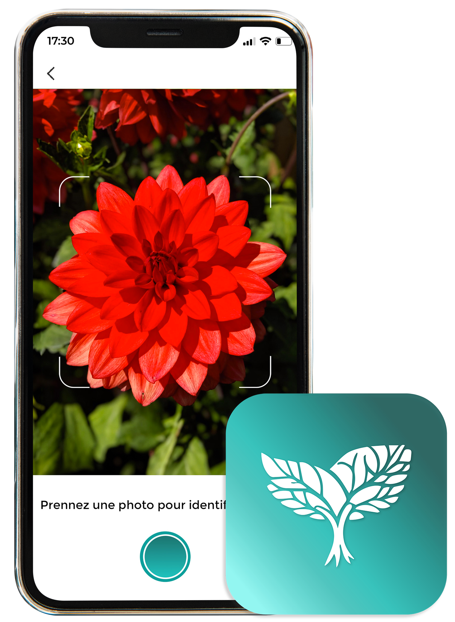 app-seelo-mockup
