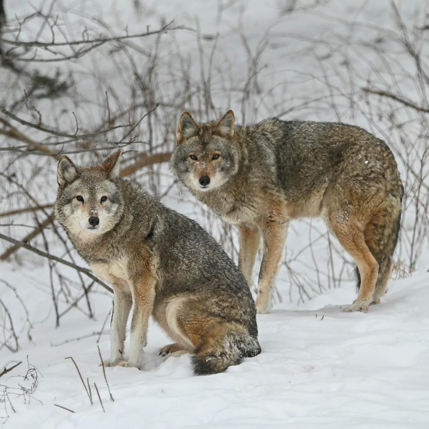 loup-menace