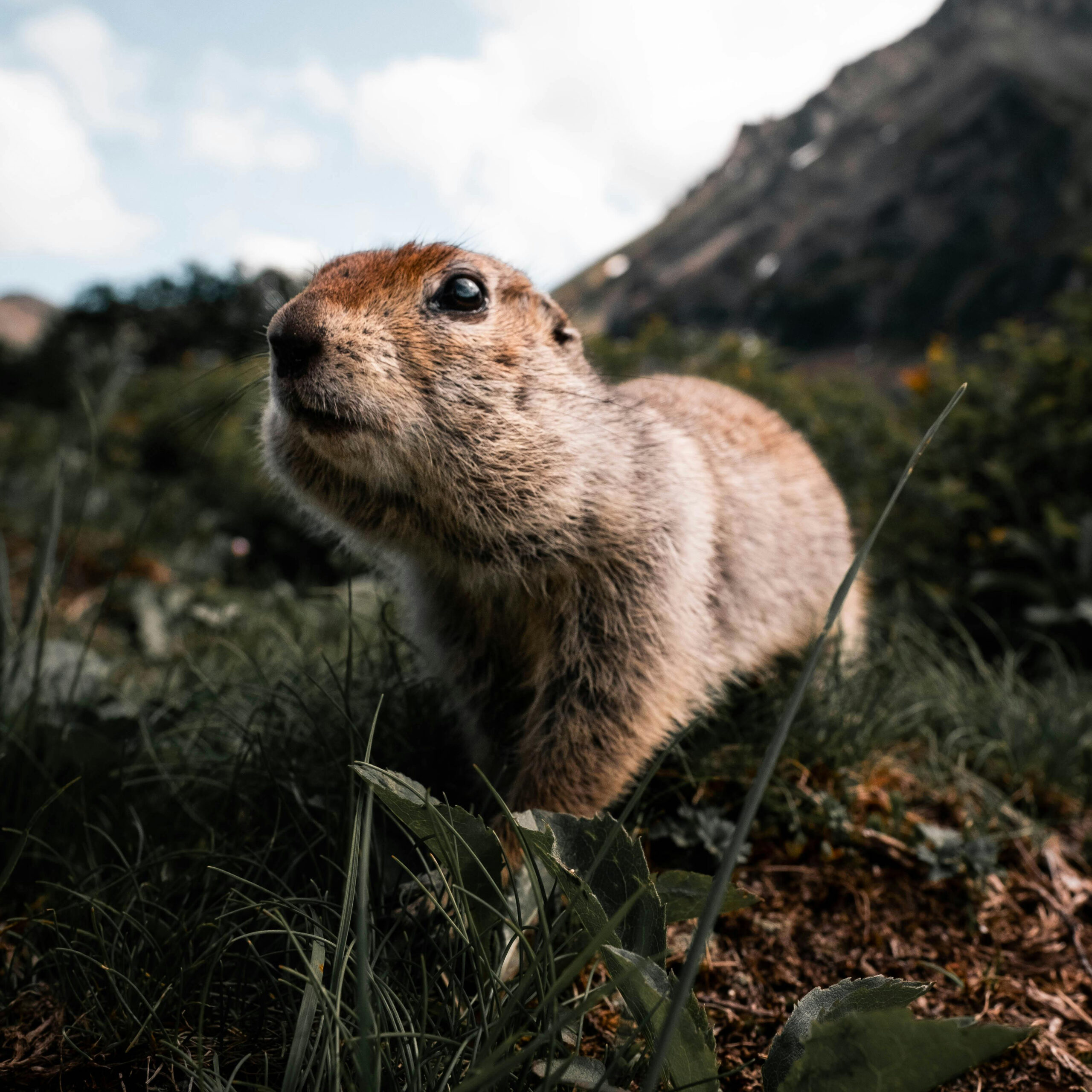 marmotte