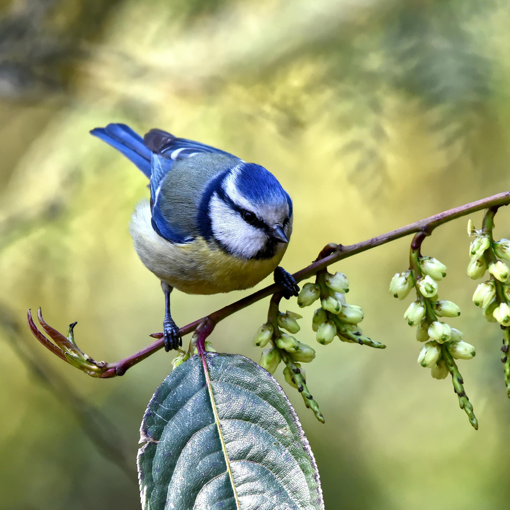 oiseau-arbre-feuille